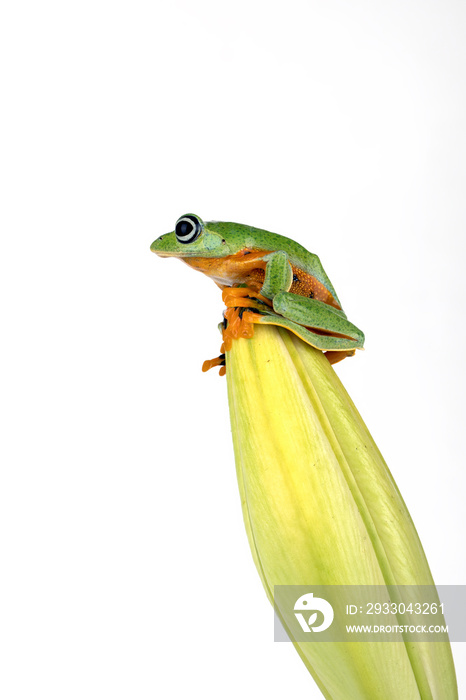 Flying frog (Rachophorus reinwardtii) sitting on flower bud, beautiful tree frog, Javan tree frog.