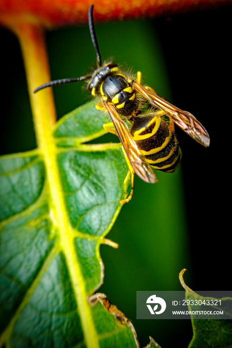 Yellow Jacket Wasp