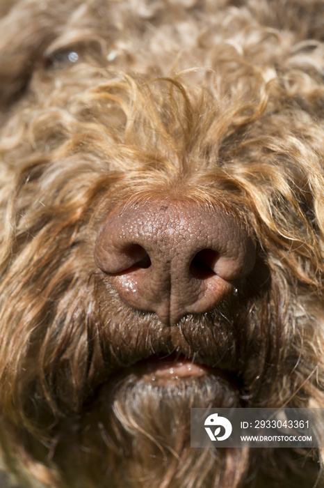 Closeup shot of a dog’s nose. The dog breed is Lagotto romagnolo also known as the truffle dog.