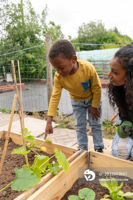 Mother and son gardening in allotment