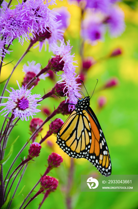 A monarch butterfly collects nector from a purple flowering plant.