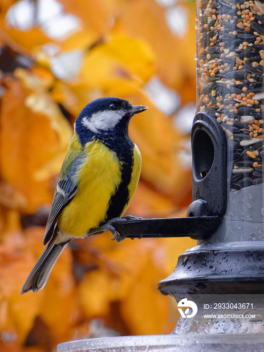 Great tit feeding on a bird feeder in autumn