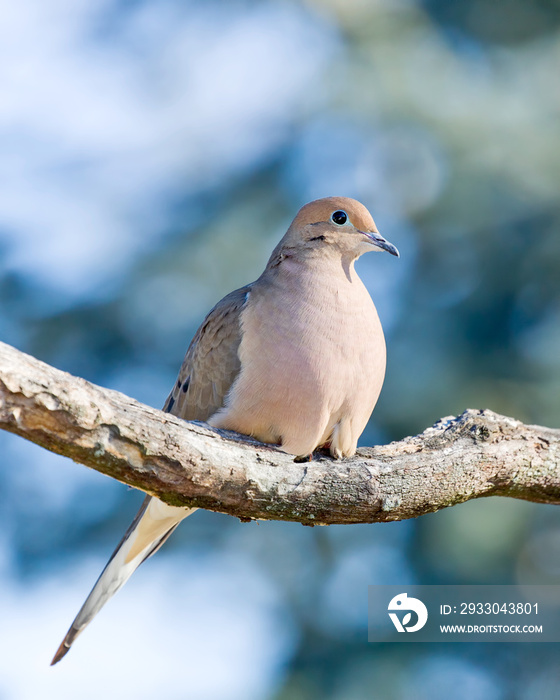 Mourning Dove