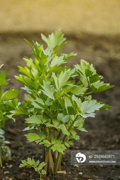 Lovage - Levisticum officinale, is a tall perennial plant