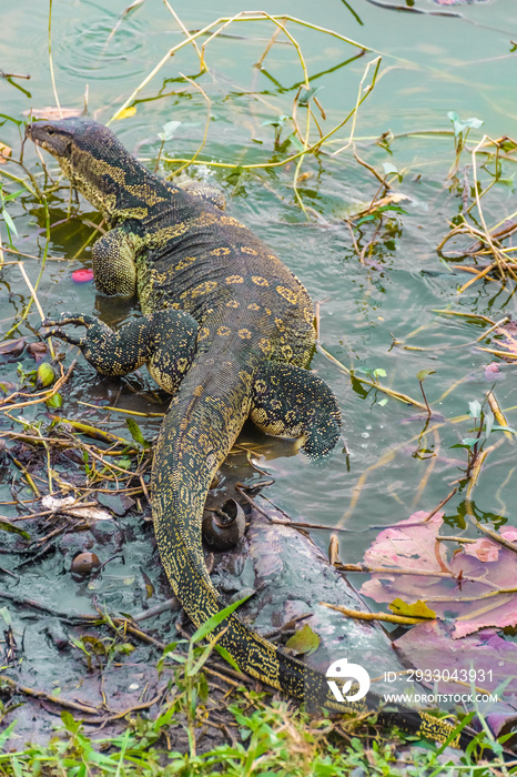 Wild monitor lizard in the swamp of Ayutthaya, Thailand