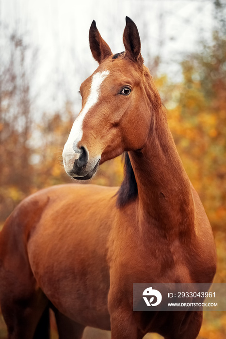 Portrait of a bay Hanoverian horse