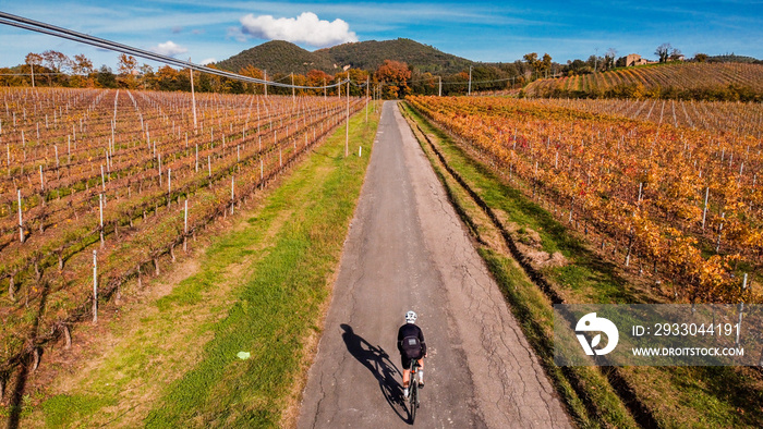 Cyclist on road bike. Vineyard in autumn view from drone.