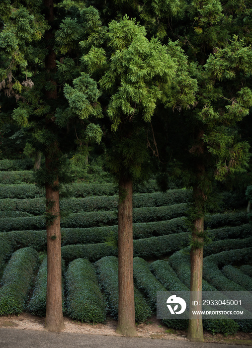 The contoured slopes of the Boseong Green Tea Plantation, South Korea