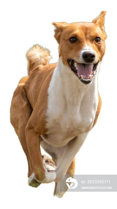 Young basenji dog looking at camera while running and jumping