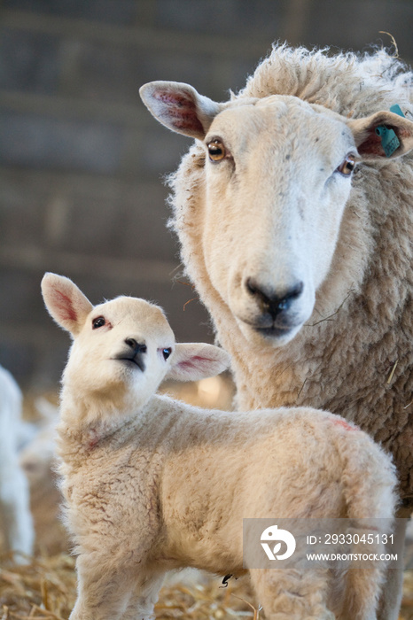 New born Lleyn lamb with its mother at lambing time