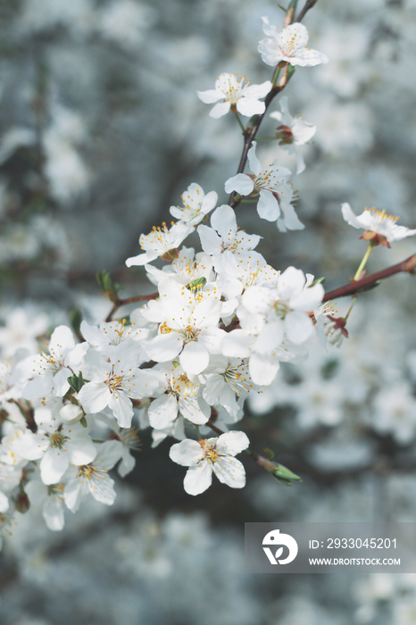 spring tree blossom, white flowers close up