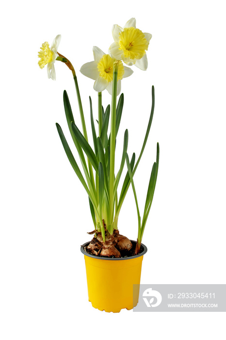 Daffodil houseplant. Narcissus flowers in the yellow pot. Spring bulbous plant isolated transparent png.