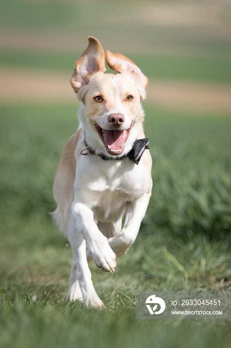 Hunde haben Spaß