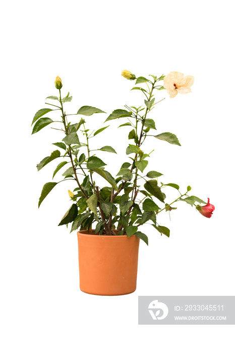 Cut out hibiscus plant in a pot, home decoration isolated