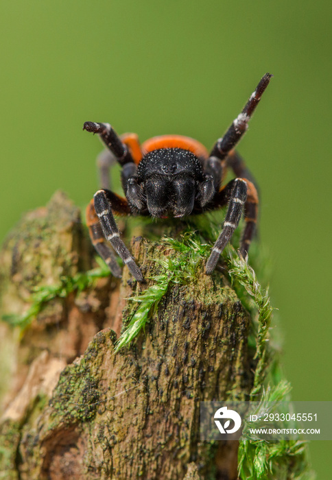 The Ladybird spider Eresus kollari in defence position