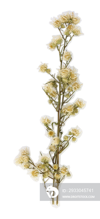 Dried white cutter flower with white stroke