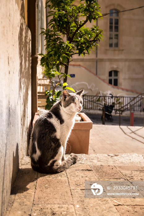 cat on the street in Marseille ’’Le panier