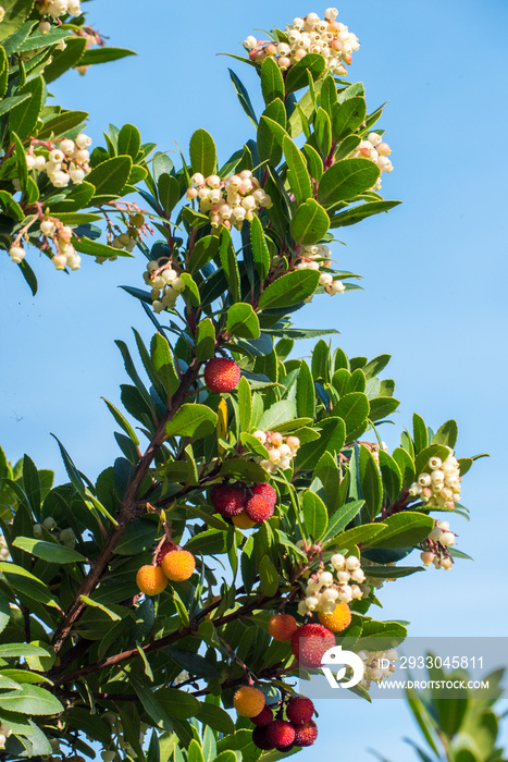 Corbezzolo, Arbutus unedo