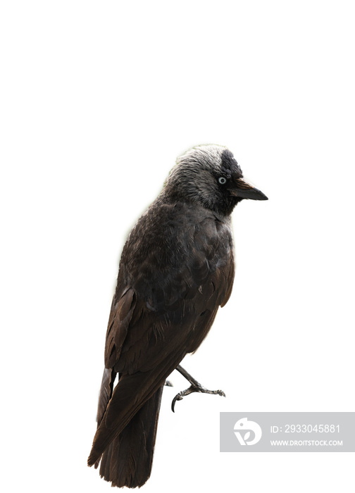 bird isolated on a white background. vertical photo.