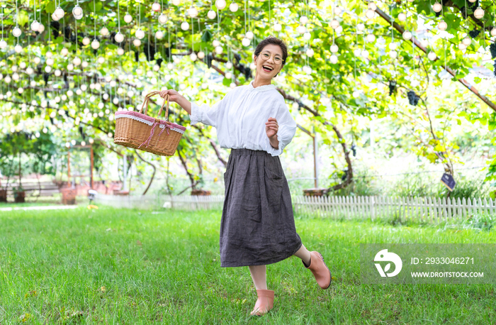 老年女人在果园采摘葡萄