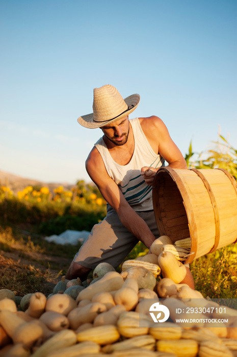 Young man putting vegetables in field