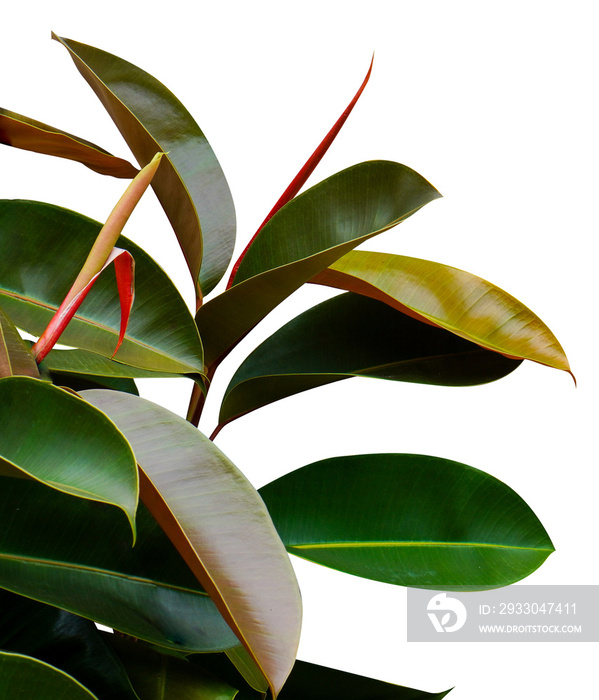 aesthetic tropical house plant leaves isolated