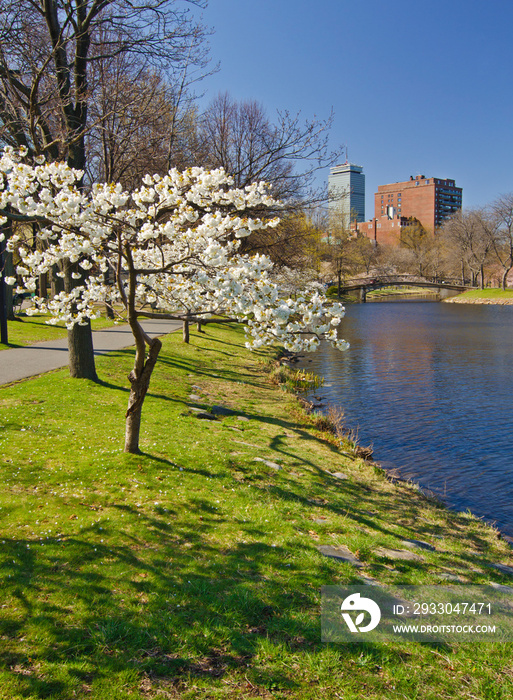 564-96 Spring Bloom on the Esplanade, Boston