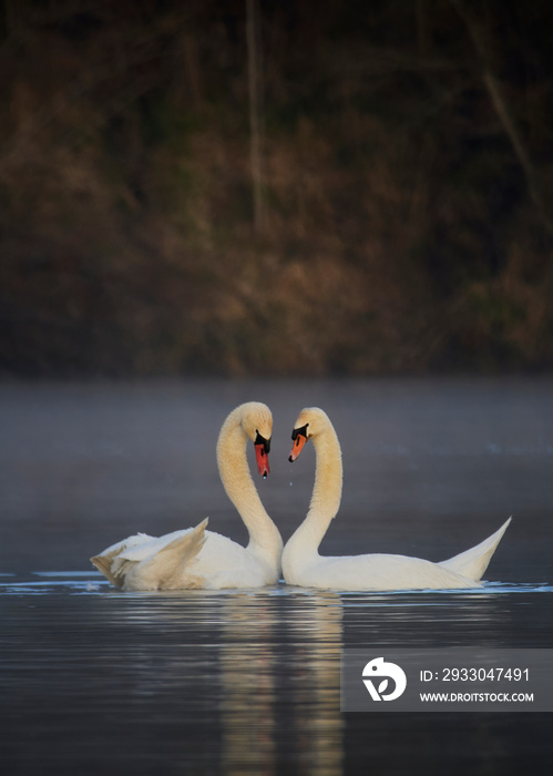 Wildlife photo of two mute swans (Cygnus olor)