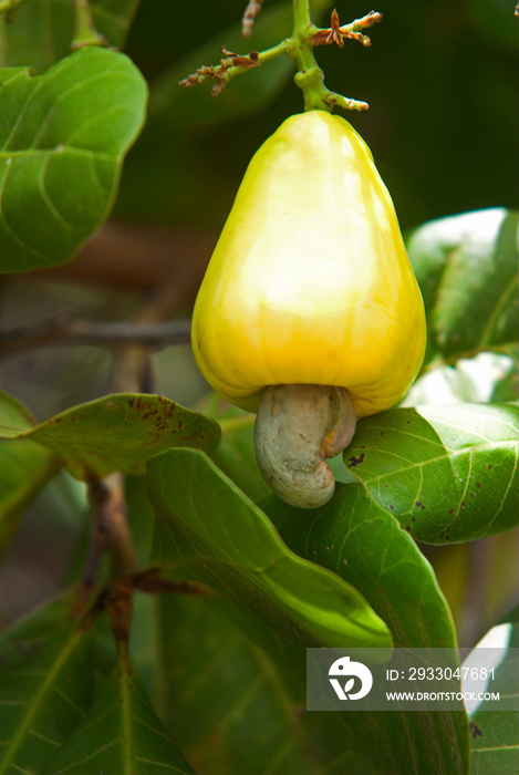 Noix de cajou, Anacardier, Anacardium occidentale