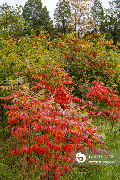 Vertical image of the native deciduous shrub known as shining sumac (Rhus copallinum or R. copallina) in red fall color in front of winterberry holly (Ilex verticillata)