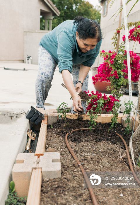 South Asian woman gardening in backyard