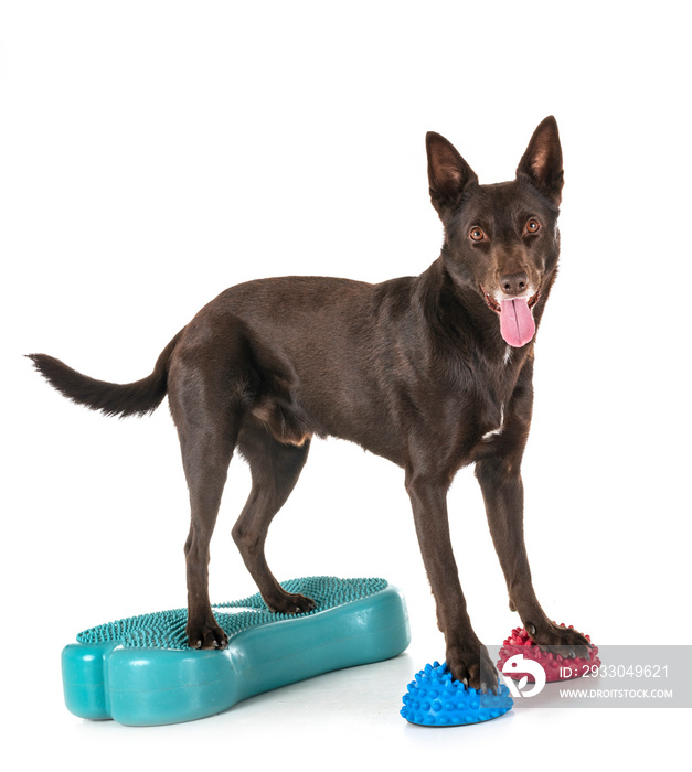 Australian Kelpie in studio