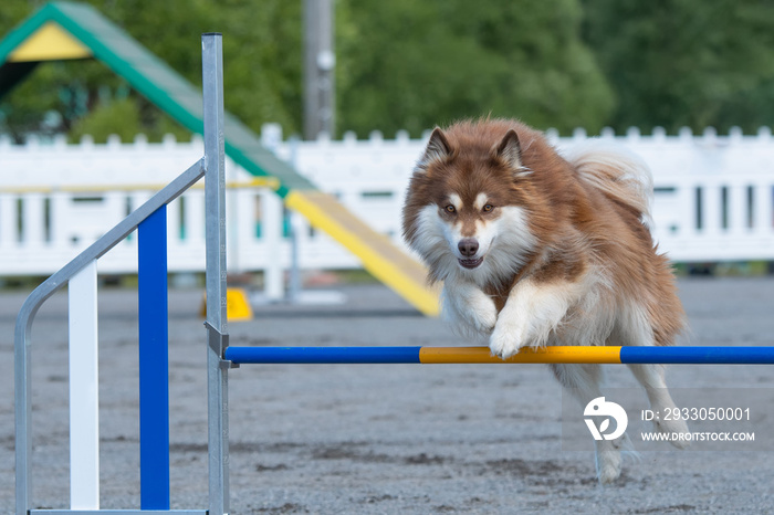 Finnish Lapphund jumps over an agility hurdle on a dog agility course