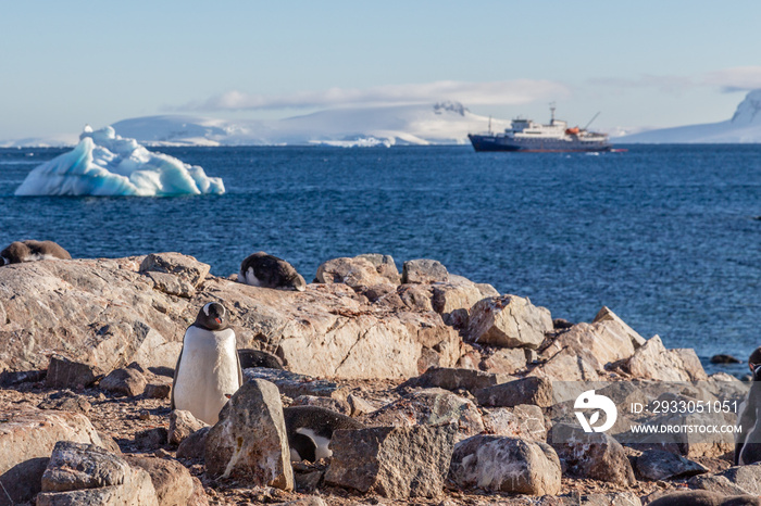 Gentoo penguin standing on the rocks and cruise ship in the background at Cuverville Island, Antarctica