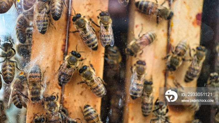 Honey bees at work in the hive. Detailed macro shot of insects. Bees collect pollen