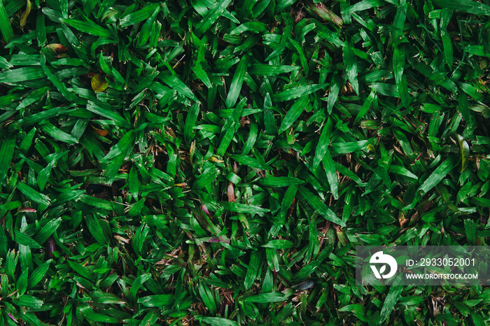 Top view of green grass texture. for background.