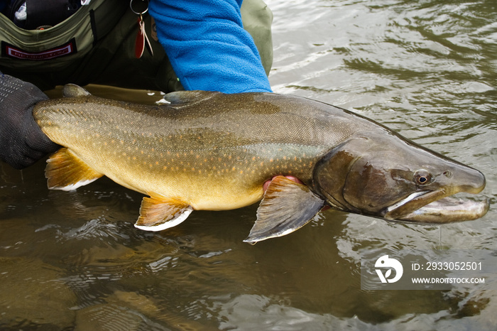 Threatened adult Bull Trout about to be released back into its native waters in the Rocky Mountain region of Alberta