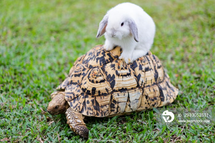 Rabbit on the turtle after completing the race at the garden in the evening.