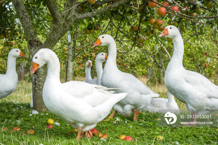 White geese under an apple tree