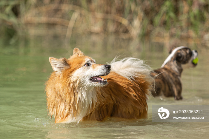 Portrait of an adult icelandig sheepdog having fun in water at a pond in summer outdoors