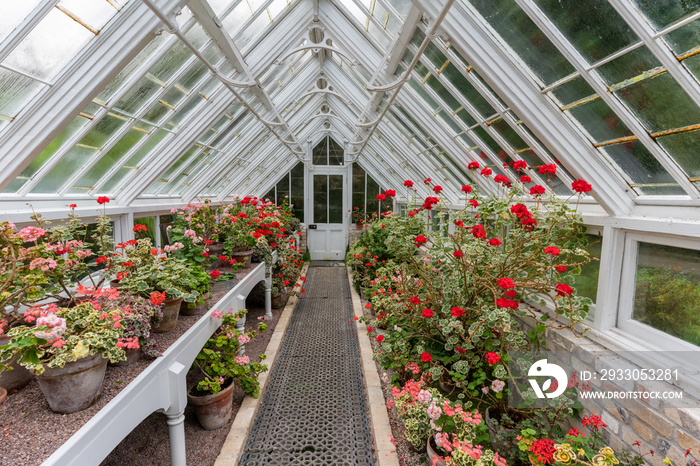 Wide view of greenhouse with pelargoniums