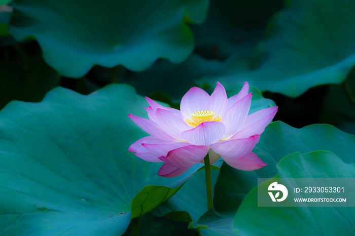 上野、不忍池の蓮の花　弁天堂