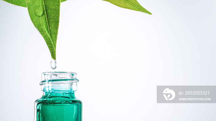 Close up water drop falling from fresh green leaf into bottle , organic biological extraction for a cosmetics, aromatherapy and essential oil concept