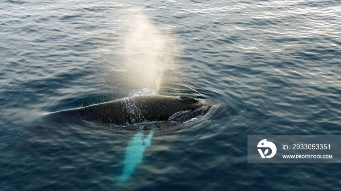 Blow of humpback whale with fin