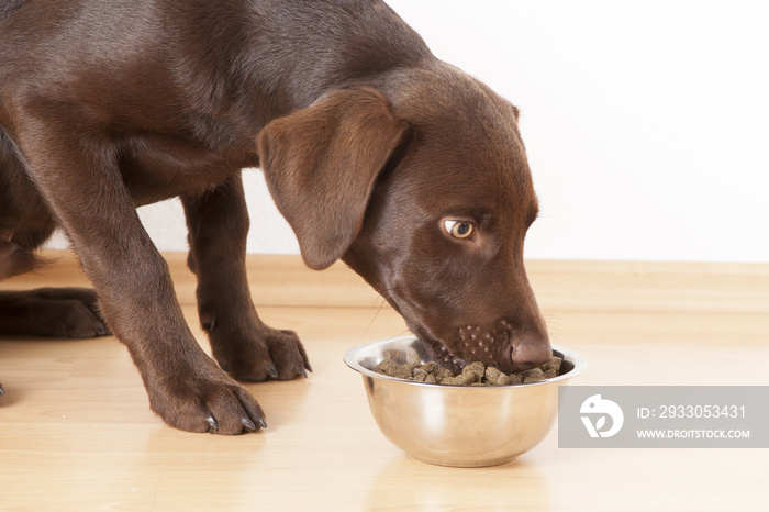 sweet brown labrador dog eats dog food out of a bowl