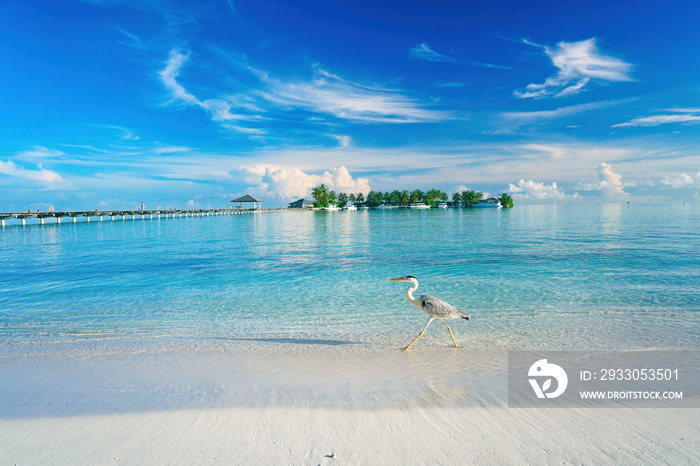 Beautiful tropical landscape with turquoise ocean with blue sky and light clouds on summer day. Long bridge to island. In foreground strides heron. Clear water and soothing nature.