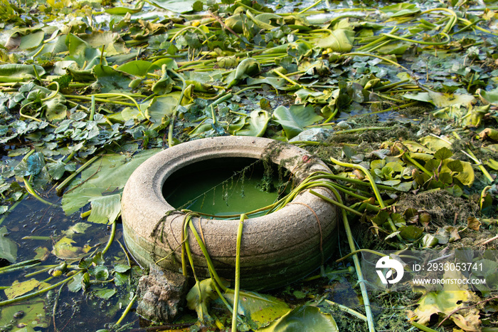 car tire lies in the river in the seaweed on the banks of the dnieper river in summer, environmental pollution