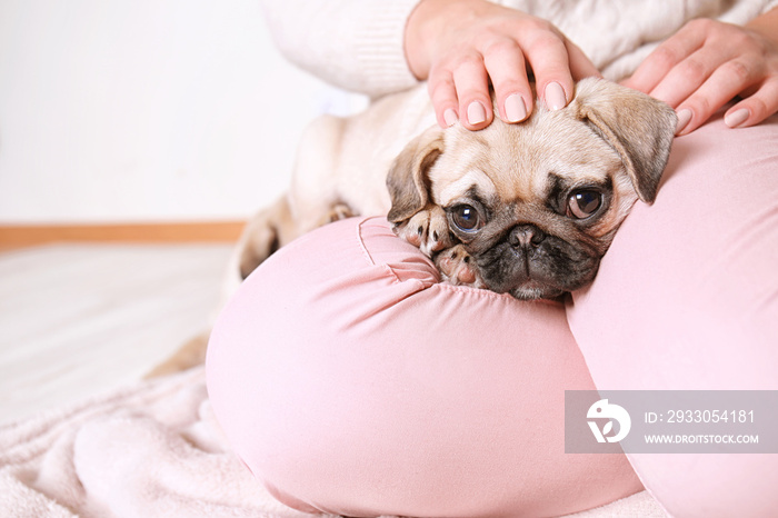 Woman with cute pug puppy at home, closeup