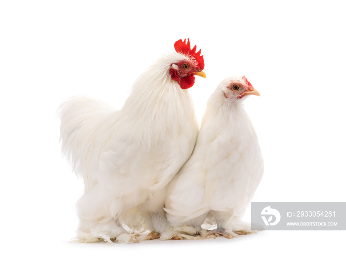 male and female white hen isolated