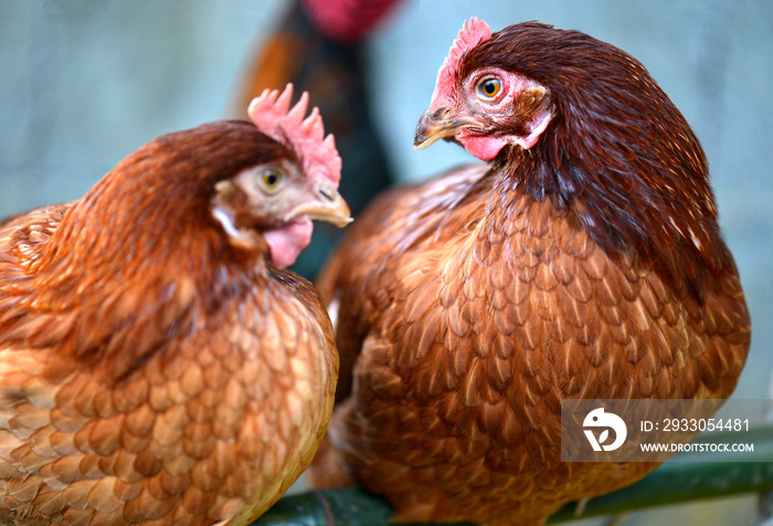 Hen young hybrid chicken in livestock farm